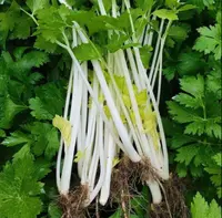 贵州农家露天种植新鲜香芹