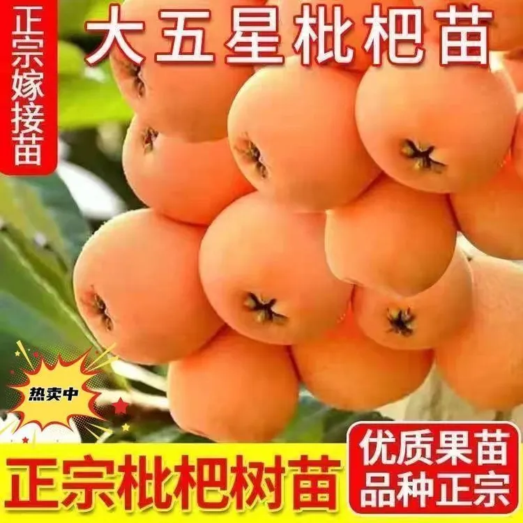 枇杷苗嫁接枇杷树苗大五星枇杷果树苗南方北方种植盆栽地栽果树苗
