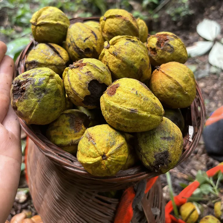 [丰绿助农]贵州榕江高山野核桃