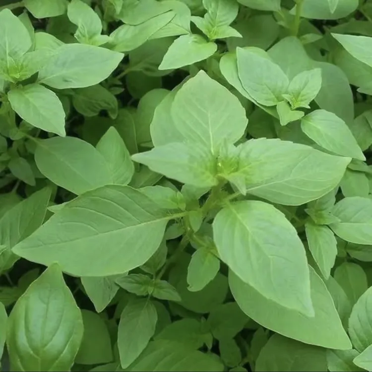 河南新鲜荆芥菜现摘现发农家菜家乡味大叶荆芥凉拌调味菜