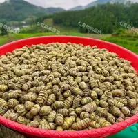 【现收铁皮石斛】煲汤泡茶