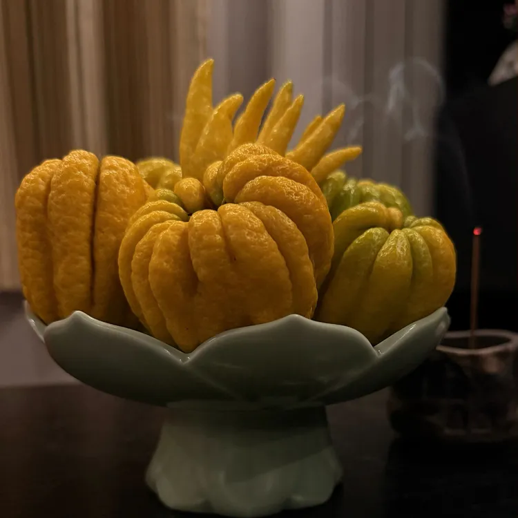 新鲜佛手果可摆放观赏清供水培室内绿植