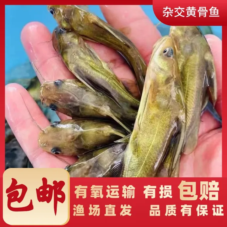 黄骨鱼黄辣丁黄姑鱼活体淡水宠物观赏养殖