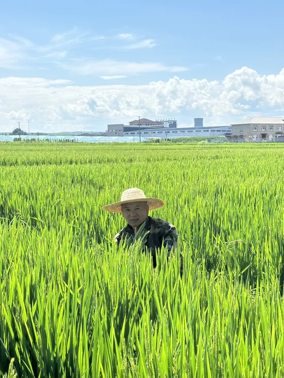 （小彭理发师，助农东宁大米）黑龙江东宁三岔口长粒香大米10斤
