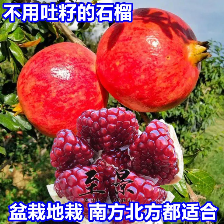 大石榴树苗突尼斯超软籽慕乐无籽蒙阳红庭院果树苗盆栽耐寒南北方