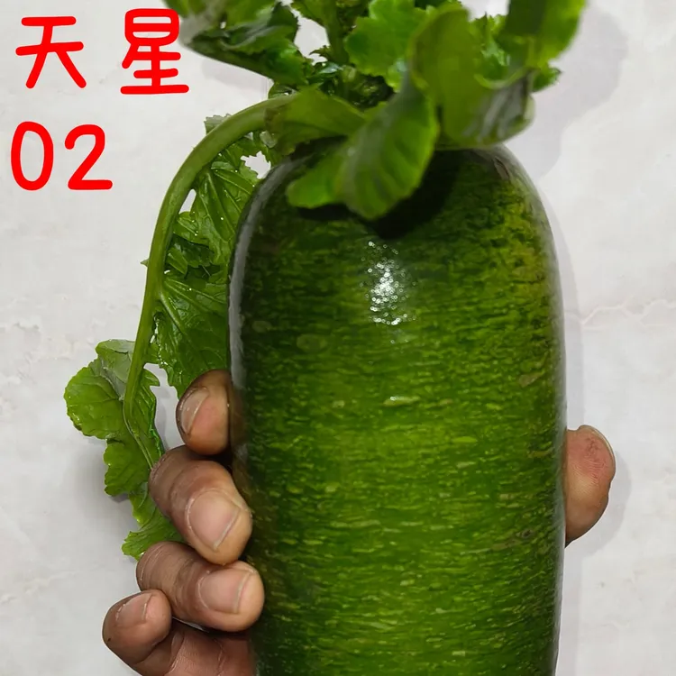 天津沙土地天星冰激凌萝卜冰糖心火锅菜霜打菜脆甜多汁可当水果