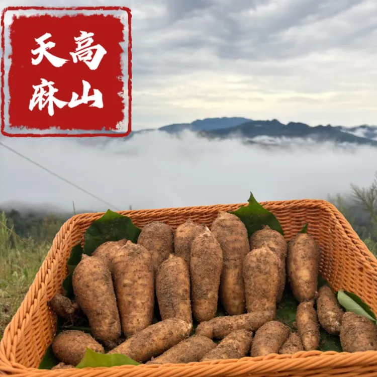 正品大别山新鲜天麻仿野生种植现挖现发原产地直发煲汤泡水滋补