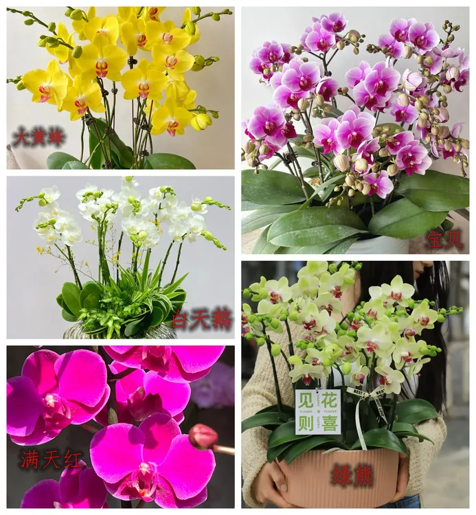 蝴蝶兰大苗新苗年宵花90天开花南北方四季种植【粉丝专享】
