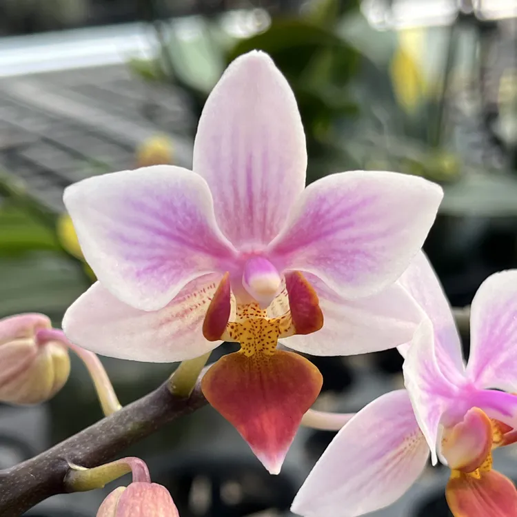 珍奇类蝴蝶兰  美蒂亚橘 2.8寸壮苗带花剑 续花耐开 