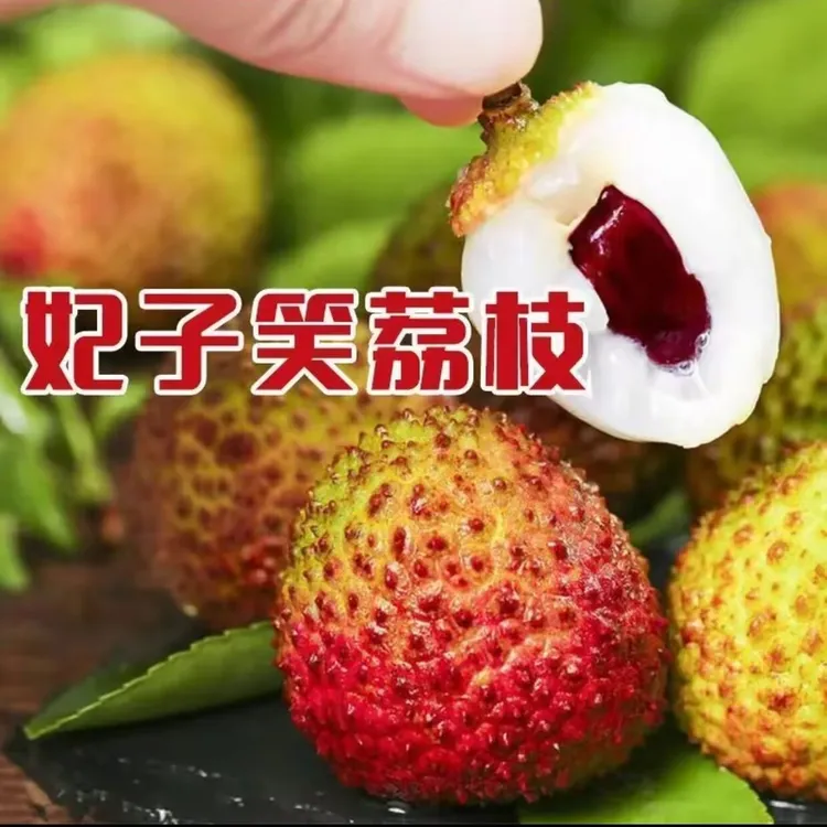 妃子笑荔枝树正宗果树水果树苗果苗荔枝苗！正品嫁接苗！高产好管理