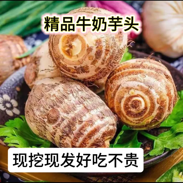 贵州新鲜牛奶小芋头粉糯香甜细腻嫩滑农家自种毛芋头