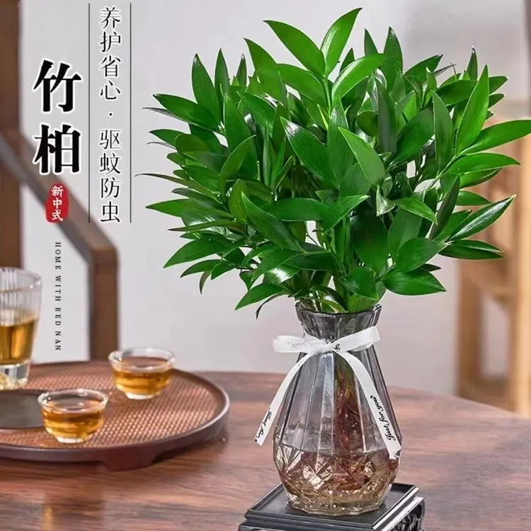 竹柏水培盆栽驱蚊植物室内防蚊虫净化空气好养易活四季常青