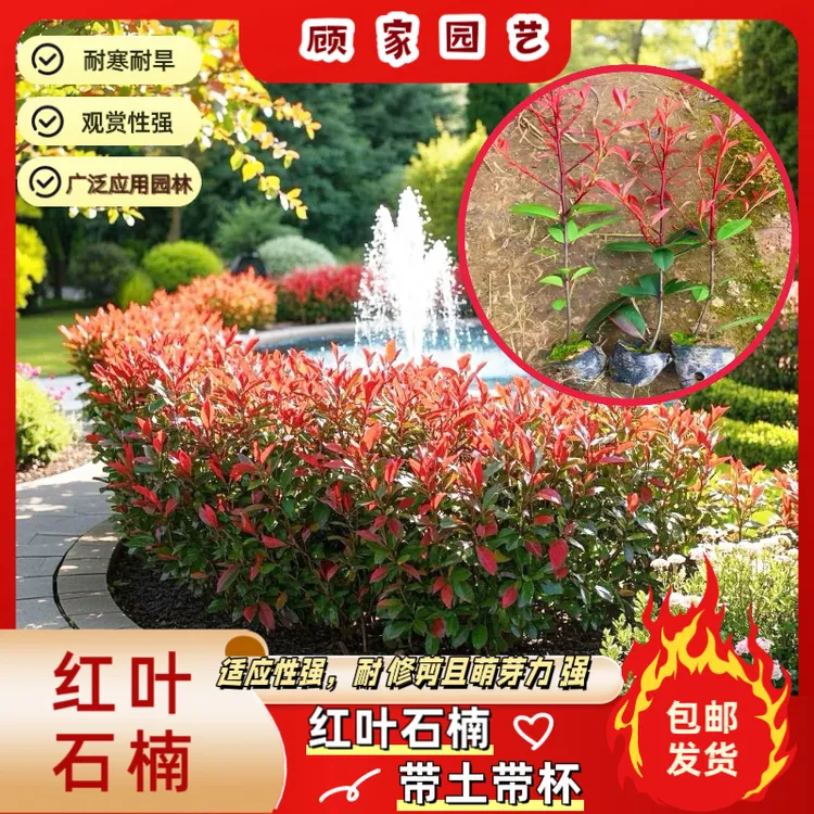 红叶石楠树苗，带土杯苗，四季常绿耐寒好养活庭院园林绿化苗木绿植