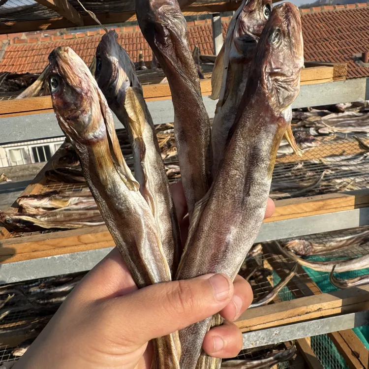 鲶鱼 田横 淡干鱼干自晒鲶鱼干