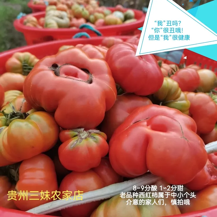 贵州农家自种露天自然成熟老品种丑番茄好吃又健康