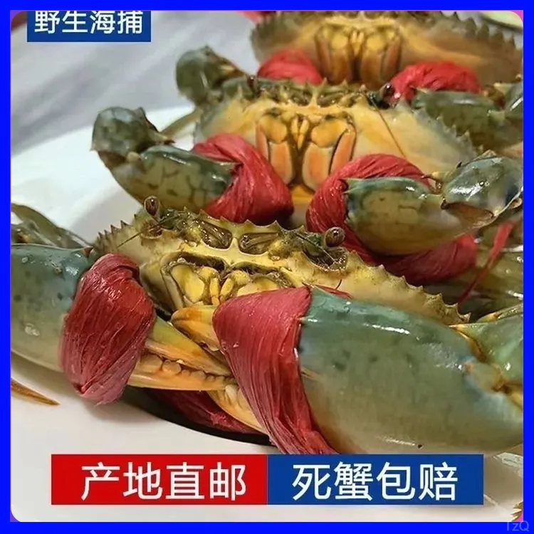 【包活】3-4两红膏蟹野生青蟹包膏鲜活红鲟特大螃蟹红膏蟹野螃蟹