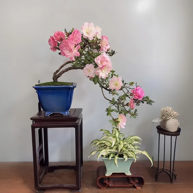 皋月杜鹃一物一拍（包邮）