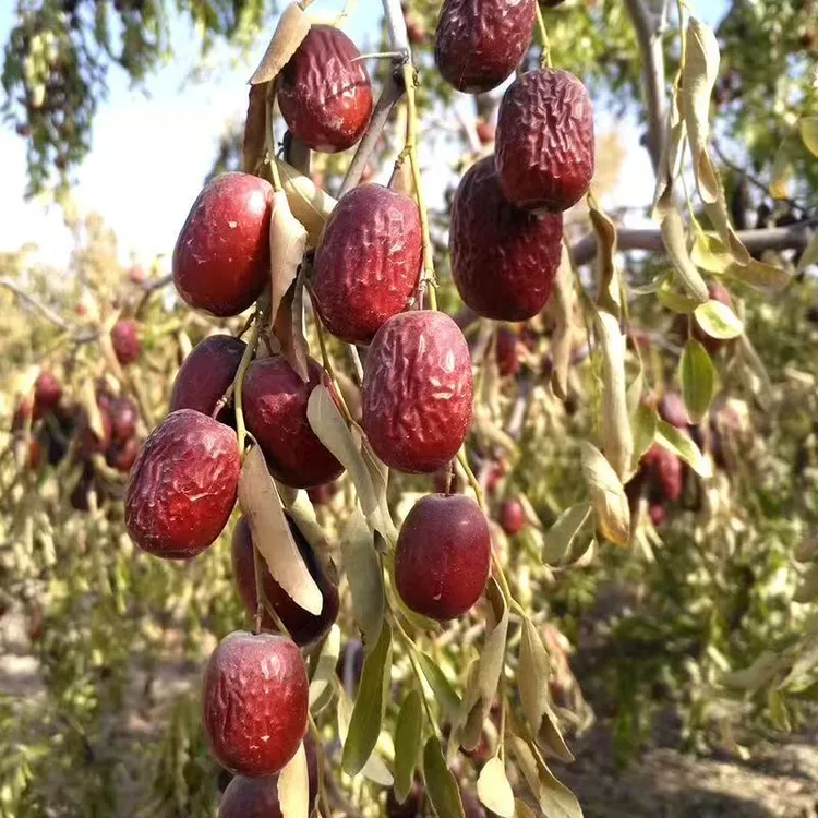 新疆若羌灰枣带土自然吊干未清洗可煮粥泡茶煲汤的特产红枣