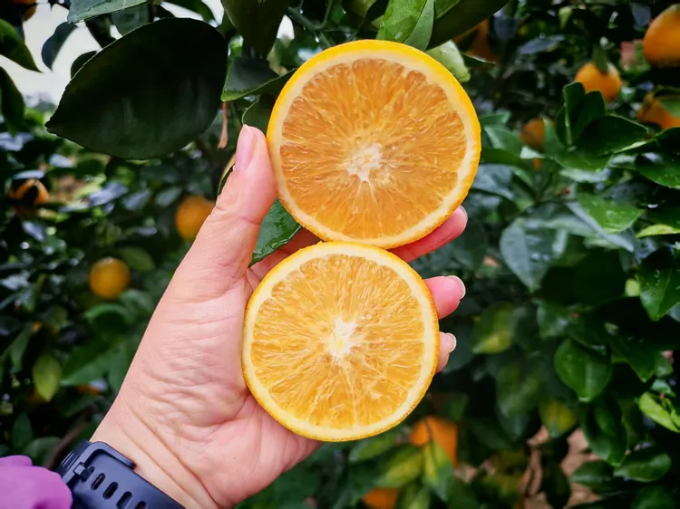 赣南脐橙应季水果现摘现发带箱10斤装小果送剥橙器