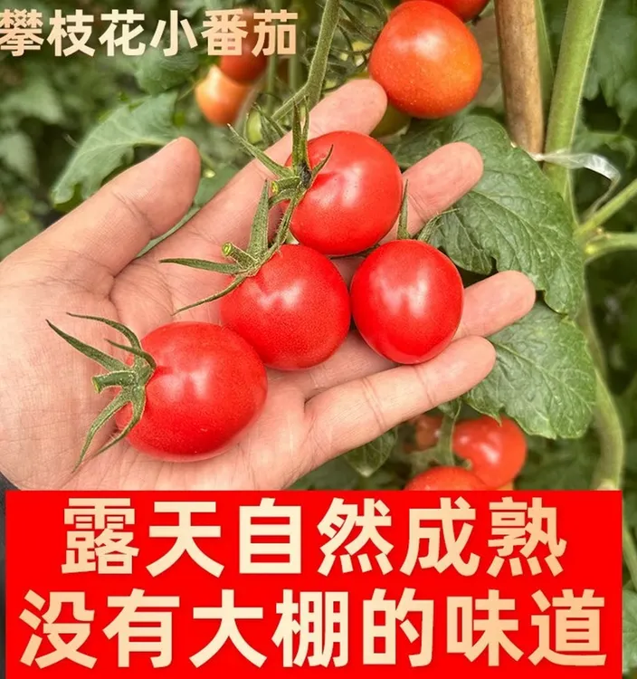 正宗四川攀枝花千禧小番茄圣女果露天种植自然成熟番茄西红柿