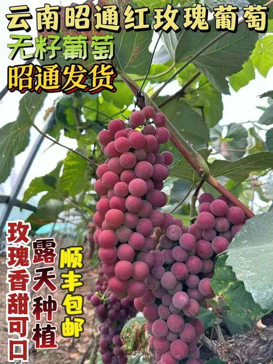 云南昭通红玫瑰无籽葡萄纯甜无酸现摘现发新鲜水果玫瑰香葡萄应季