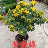四季黄金梅黄金万两盆栽带花独杆黄槐决明常绿灌木类花卉耐寒