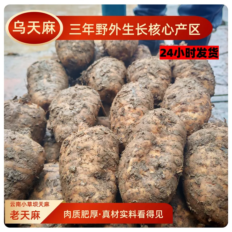 三年【新鲜乌天麻】 云南昭通彝良小草坝 产地直发炖鸡煲汤泡酒斤湿