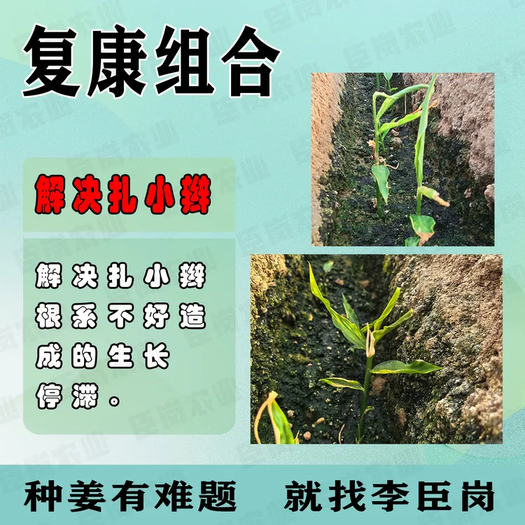 复康组合，叶喷解决大姜小老苗扎小编干尖红叶，一套6桶水叶面喷雾。