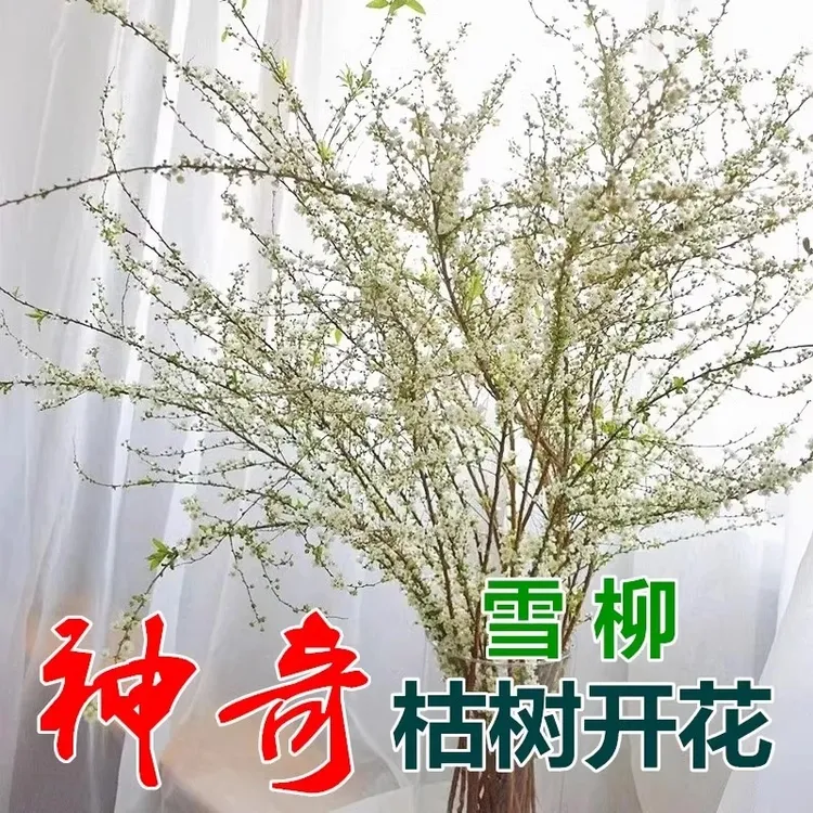 雪柳干枝支喷雪插花卉水培植物室内好养绿植枯木遇水开花鲜枝