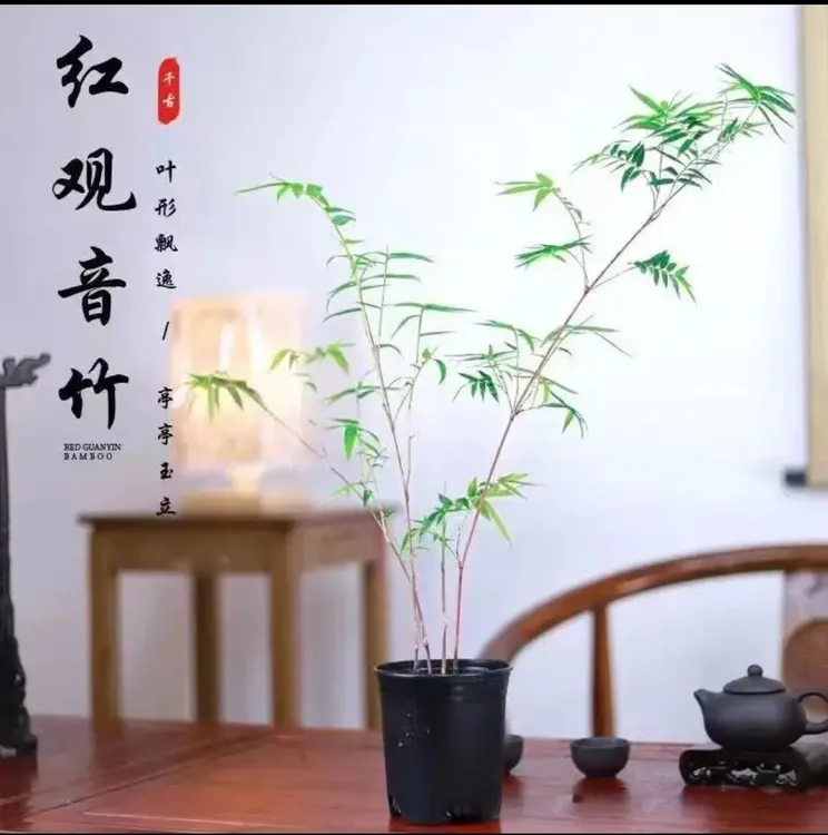 水培土培红杆观音竹茶室竹子室内观赏花卉绿植好养易活桌面盆栽