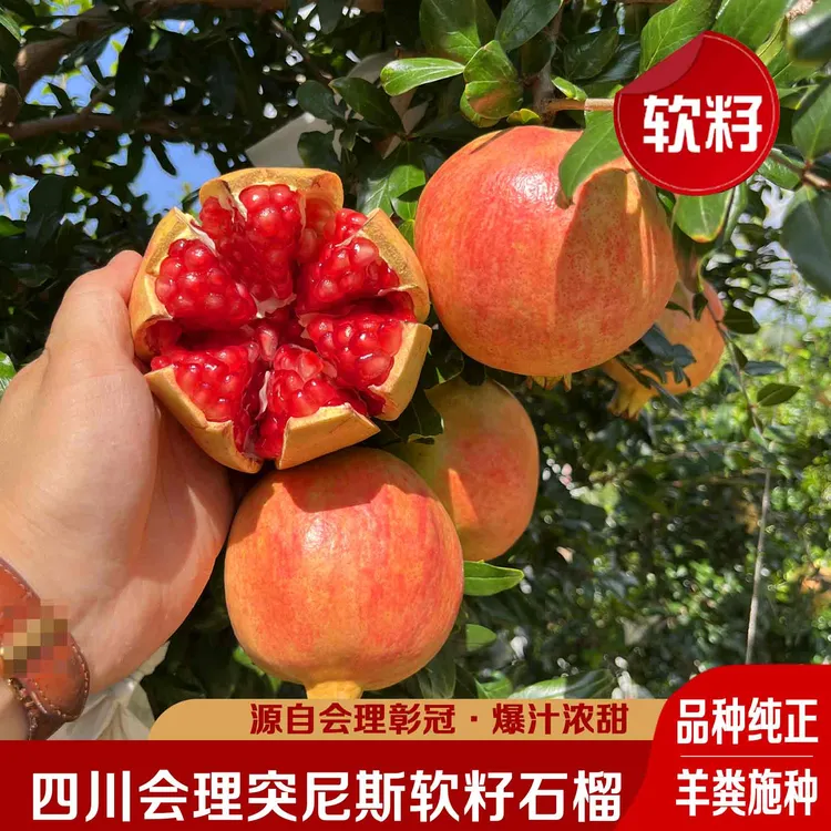 【突尼斯软籽石榴】四川会理突尼斯软籽石榴商超品质现采现发