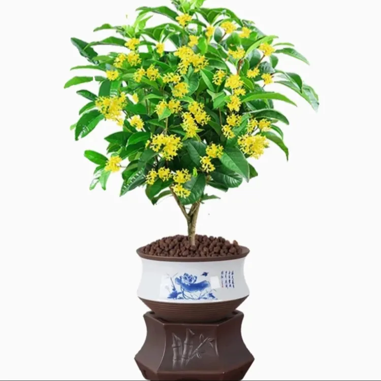 5年精选苗桂花四季常青四季开花好养护种植栽种常绿盆景盆栽地栽