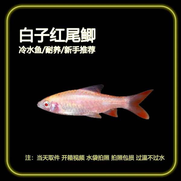 【白子红尾鲫】冷水观赏鱼原生鱼群游活体好养易活溪流缸