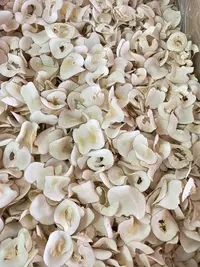 【阿萍】海底椰250g