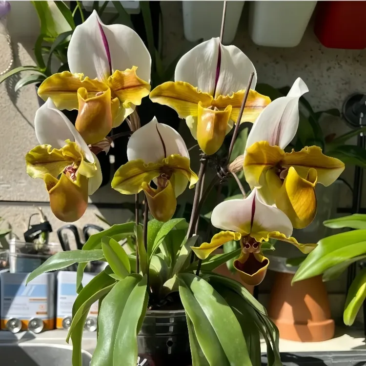 【大青蛙】懒人养兜兰易养活开花室内客厅花卉花卉绿植盆栽