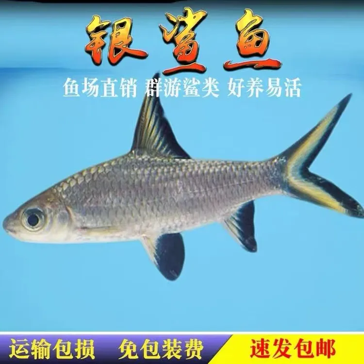 银鲨鱼淡水小型鱼热带观赏鱼虎鲨鱼群游鲨彩虹鲨粉红鲨可混养活体