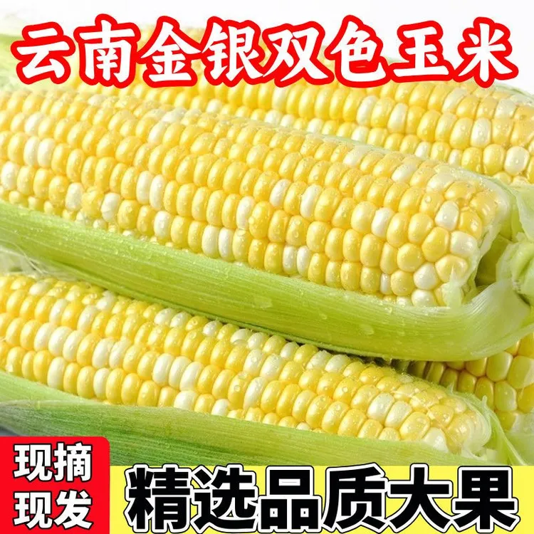 【金银玉米】云南新鲜水果甜玉米可生吃清甜多汁金银玉米带壳锁鲜