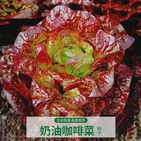 【五袋包邮】奶油咖啡紫生菜种子紫叶生菜籽耐热家庭种植