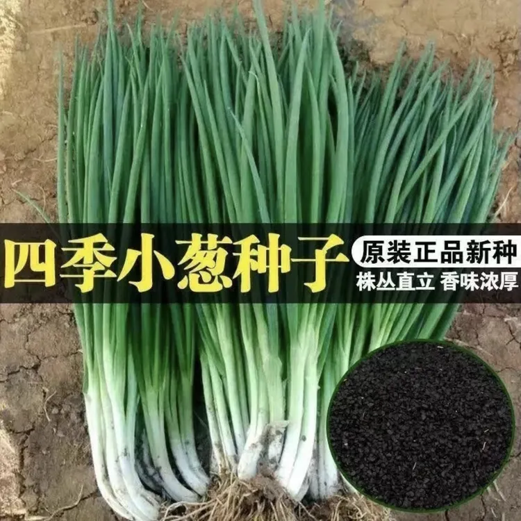 【四季小香葱种子】易种小葱阳台盆栽葱种植家庭蔬菜葱花种子