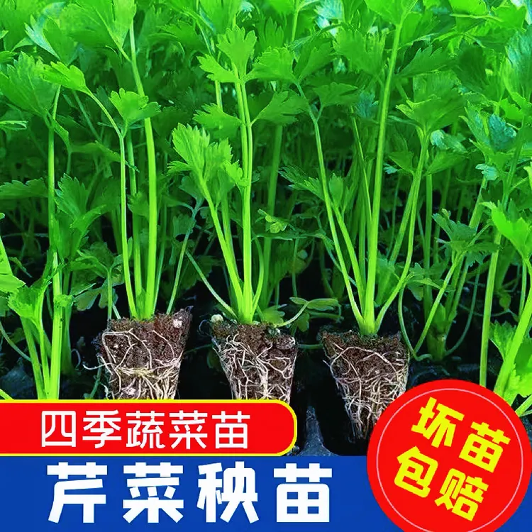 芹菜苗四季西芹蔬菜苗芹菜秧苗西芹苗芹菜根苗包邮盆栽阳台种植苗