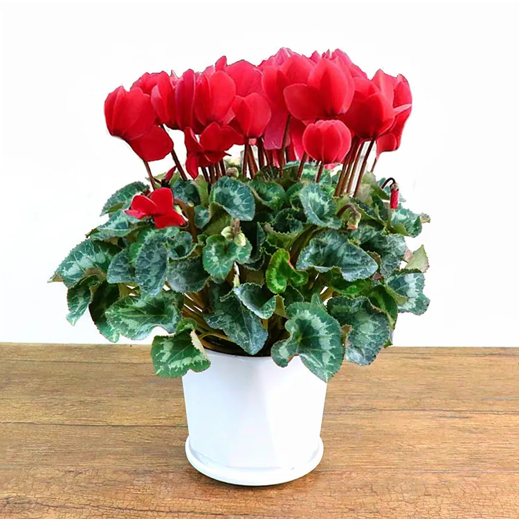 仙客来盆栽绿植花卉带花苞室内迎客来四季开花好养大花苗观花植物