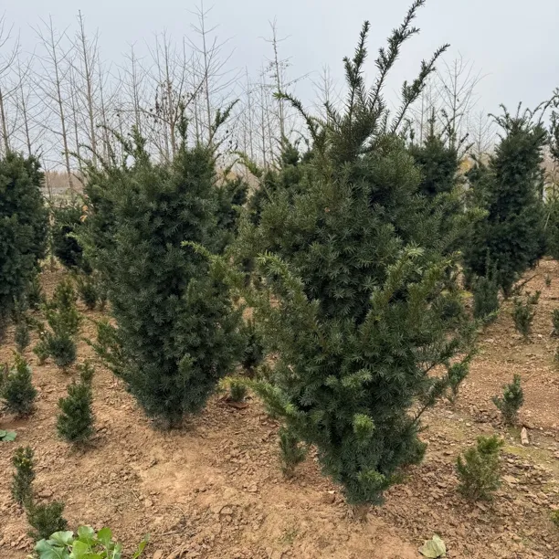 曼地亚红豆杉树苗耐寒绿植盆栽室内外阳台庭院盆景植物四季常青