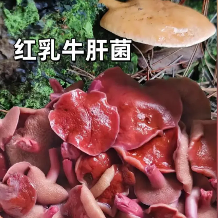 石柱土家族高山红乳牛肝菌牛肝菌（焯水发货）