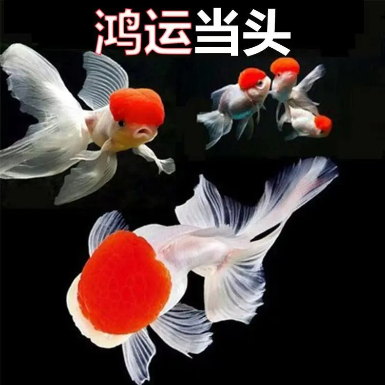 招财小金鱼鹤顶红国狮小型淡水活体观赏鱼苗好养耐活冷水鱼观赏鱼