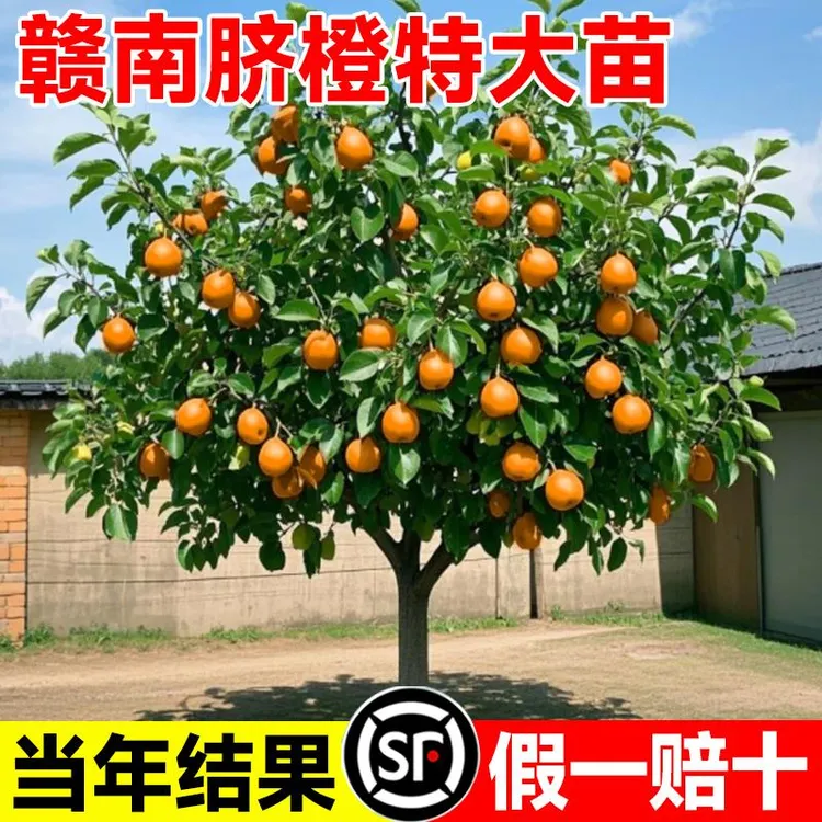 正宗赣南脐橙特大树苗果冻橙子水果树嫁接砂糖橘果苗当年结果盆栽