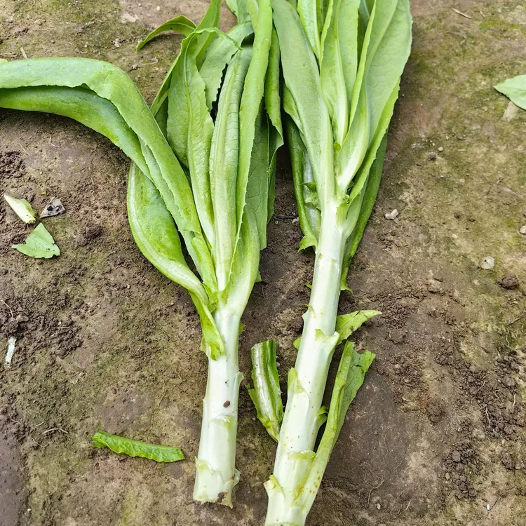 油麦菜籽种子油麦菜种露天盆栽阳台春秋季蔬菜种籽农家孔雀菜种