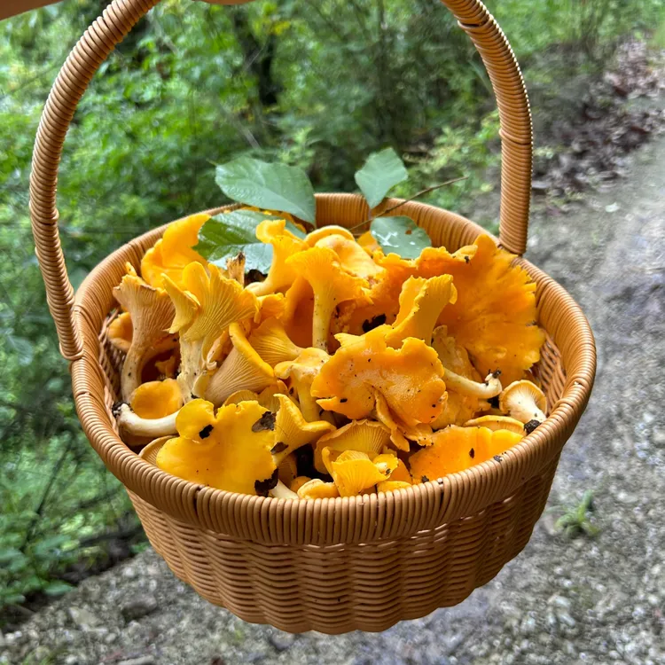 【山货鸡油菌】炖汤甄选云南野外采摘生长干货要泡发菌菇黄丝菌