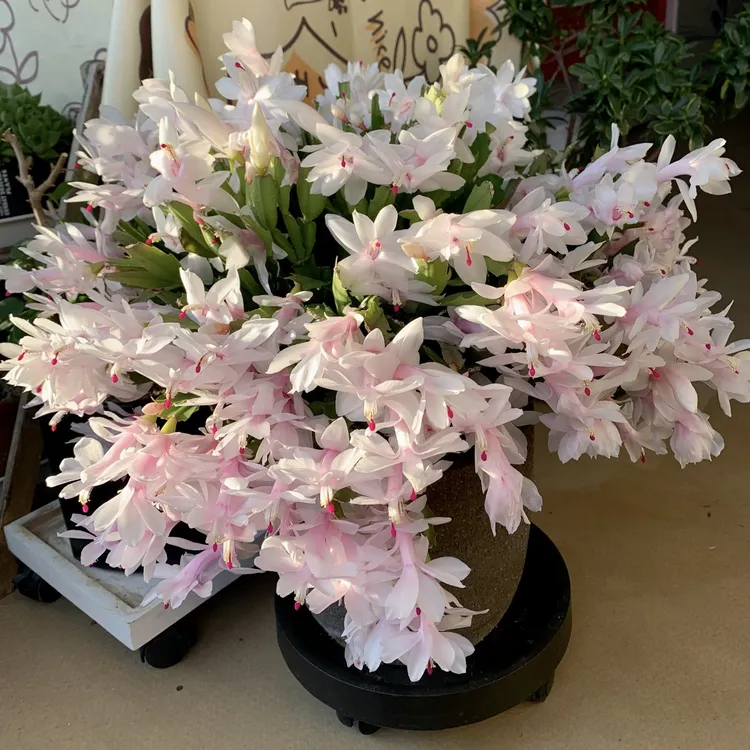 白玛丽蟹爪兰盆栽庭院阳台爆花强花卉新手易养护