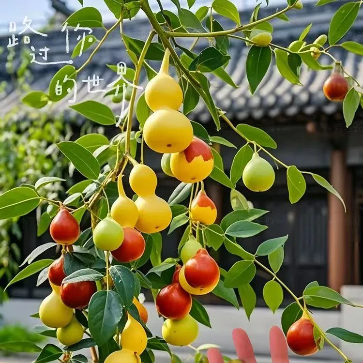 正宗葫芦枣超甜当年结果枣子盆栽地栽南北方种植种盆栽