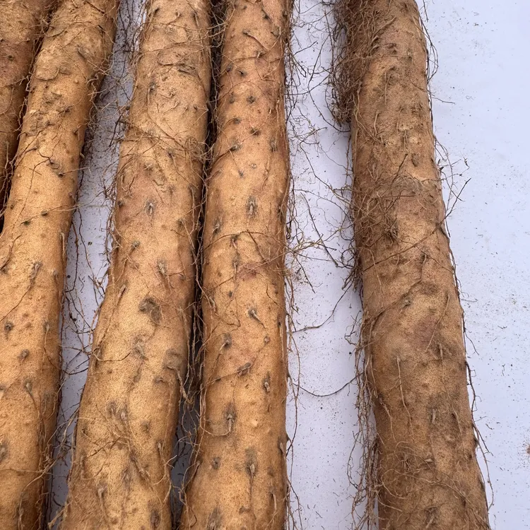 铁棍山药铁杆鸡皮糙陈集山东菏泽绵面山药实惠家庭装40-50-60厘米